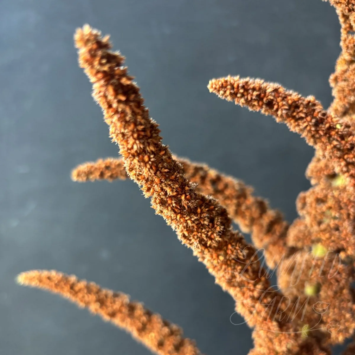 Amaranth 'Hot Biscuits' seeds