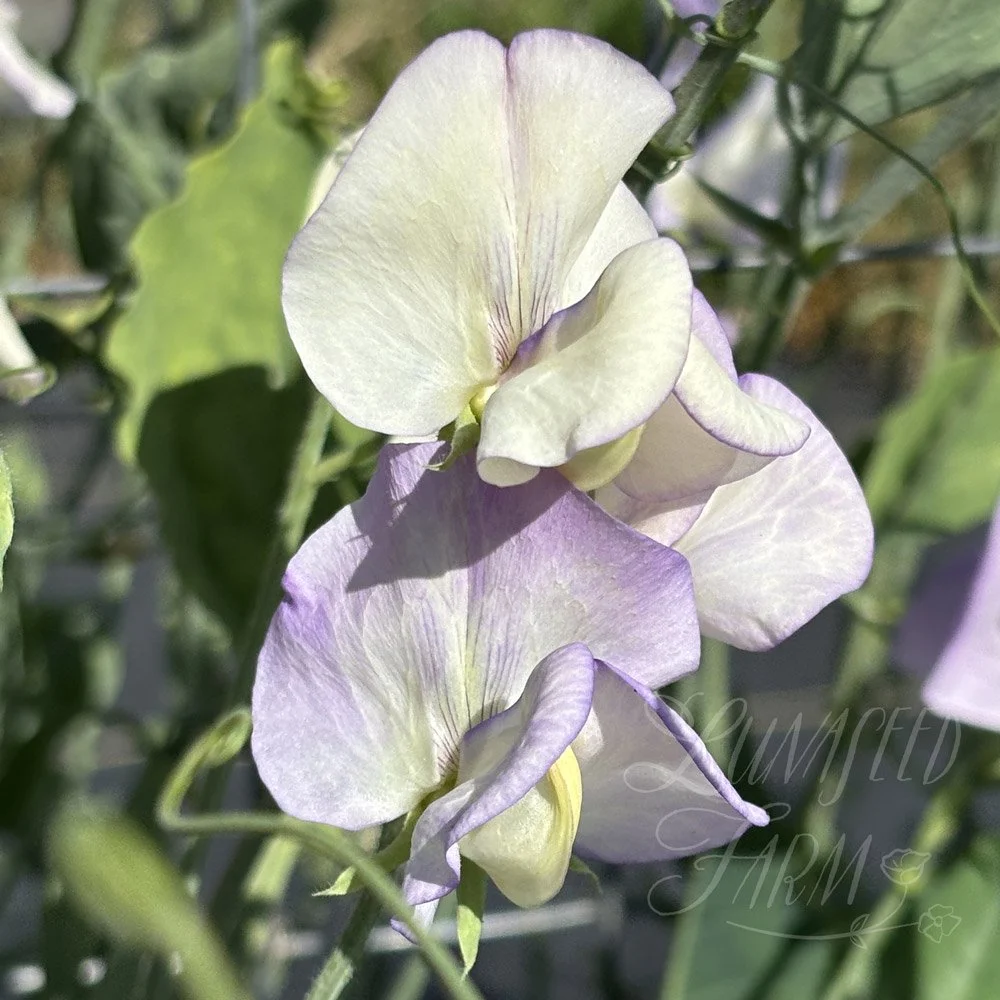 Cream Eggs Sweet Pea
