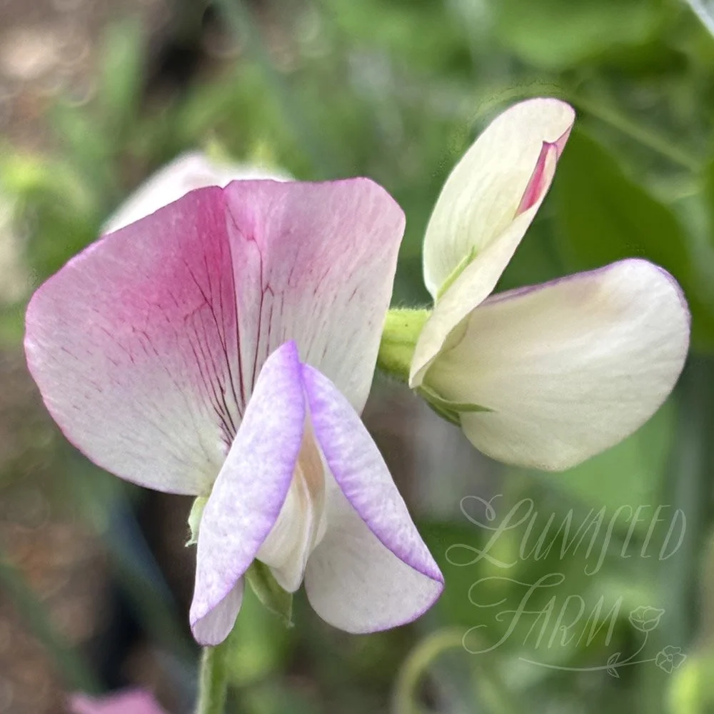 Solway Minuet Sweet Pea