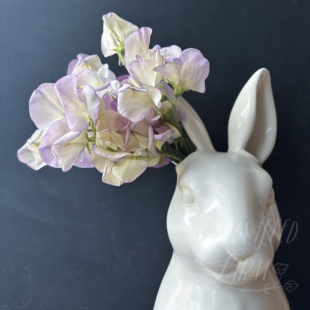 Cream Eggs Sweet Pea