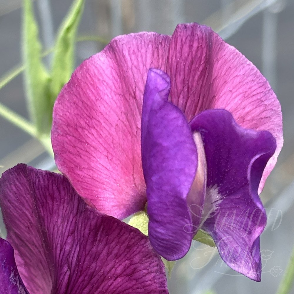 Porlock Sweet Pea