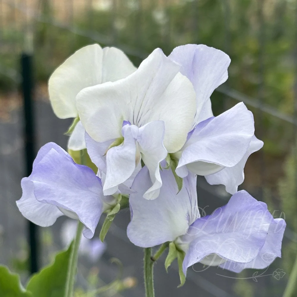 Sweet Pea Jack Eveleigh