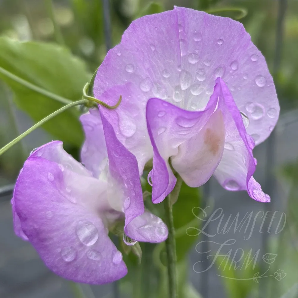 Blue Pearl Sweet Pea