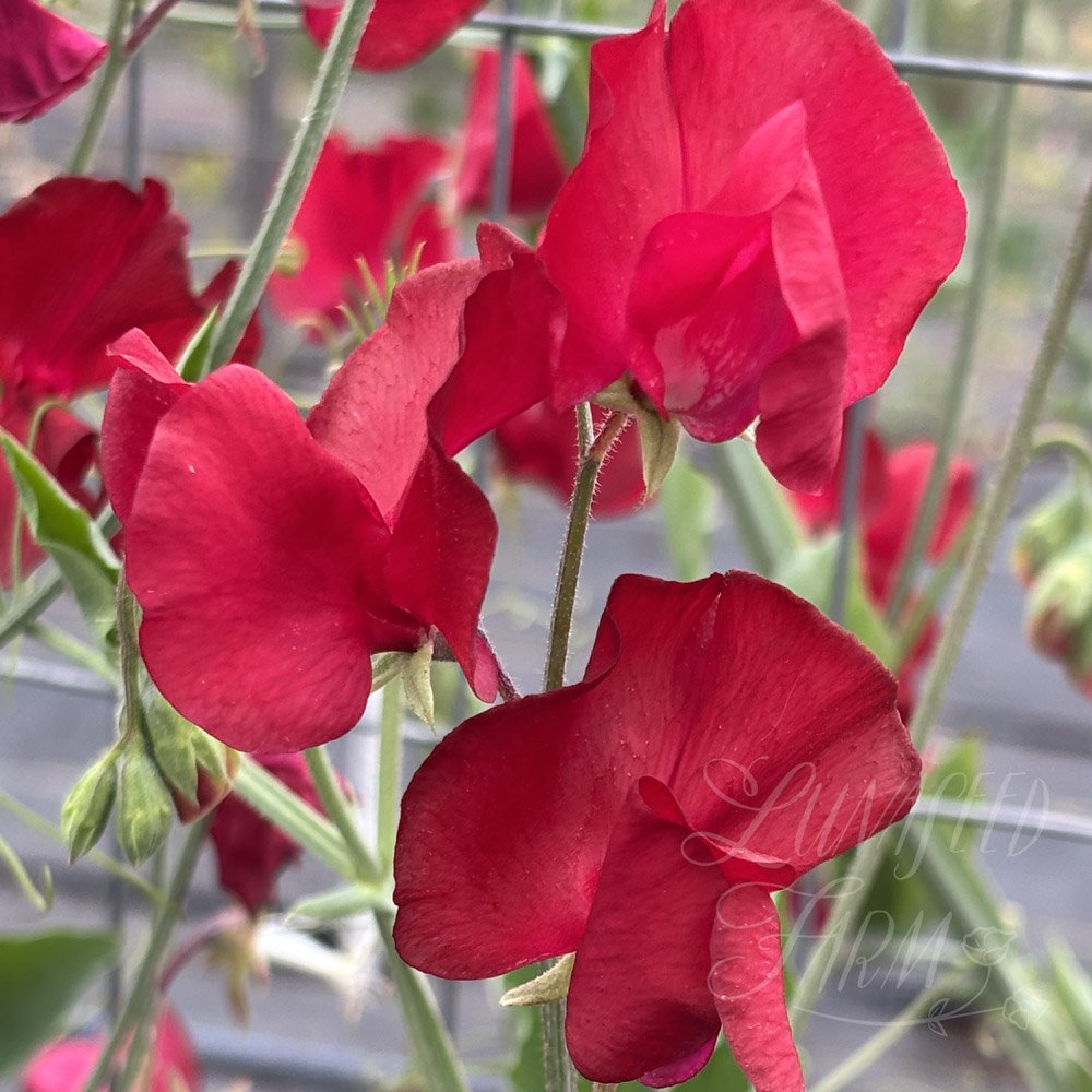 Winston Churchill Sweet Pea