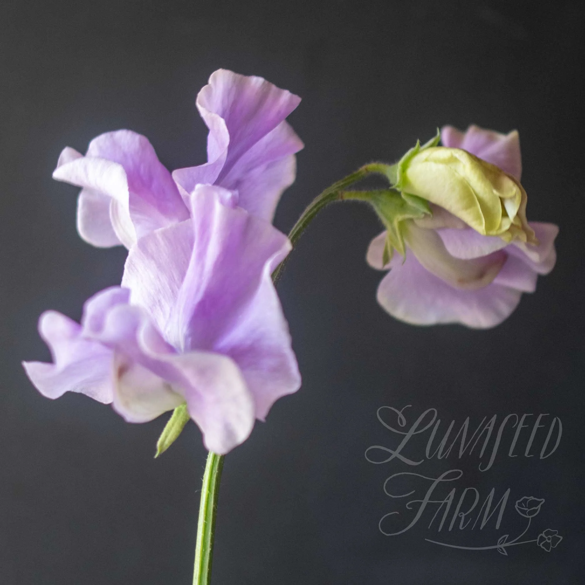 Lady Penny Sweet Pea