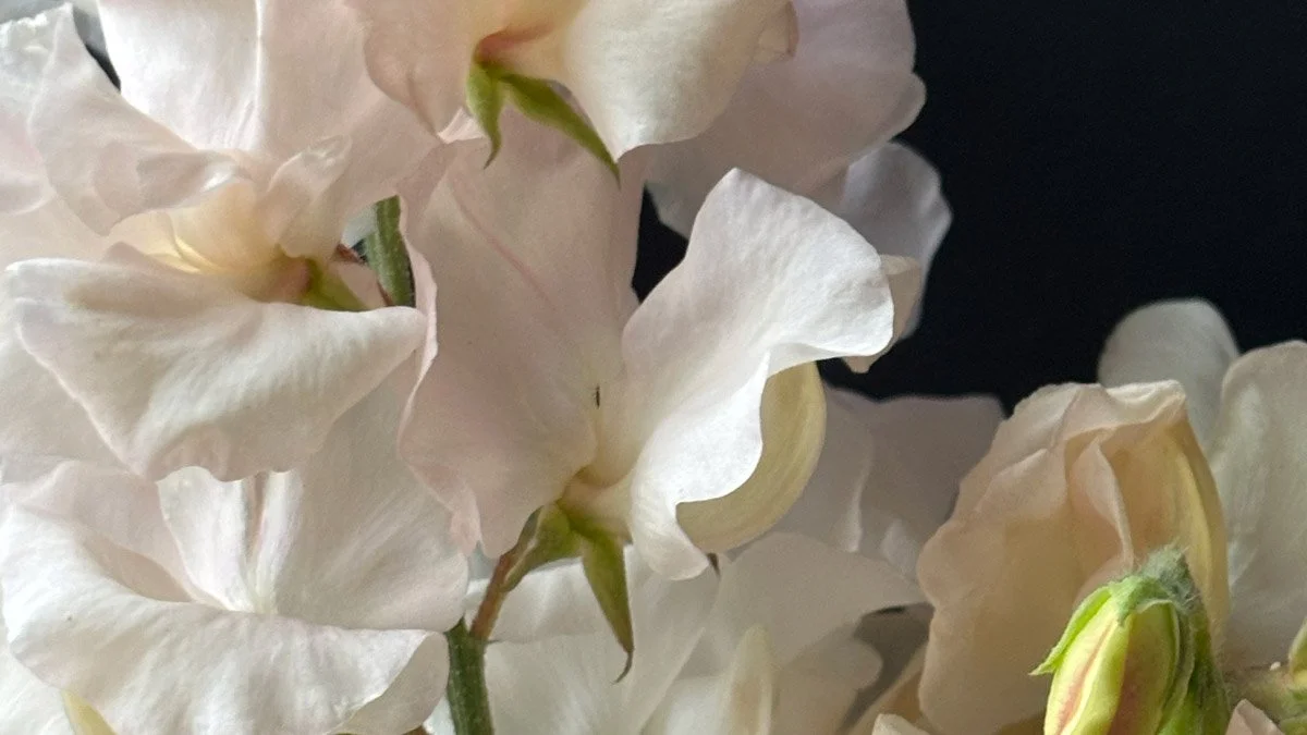 Piggy Sue Sweet Pea