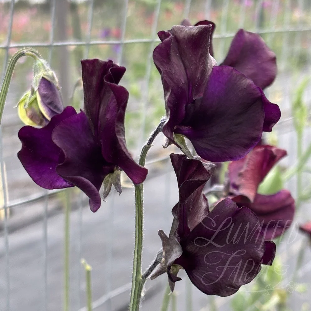 Blackberry Way Sweet Pea