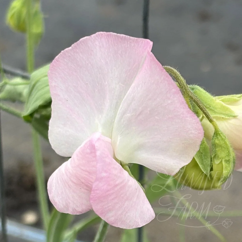 Spring Sunshine Blush Sweet Pea