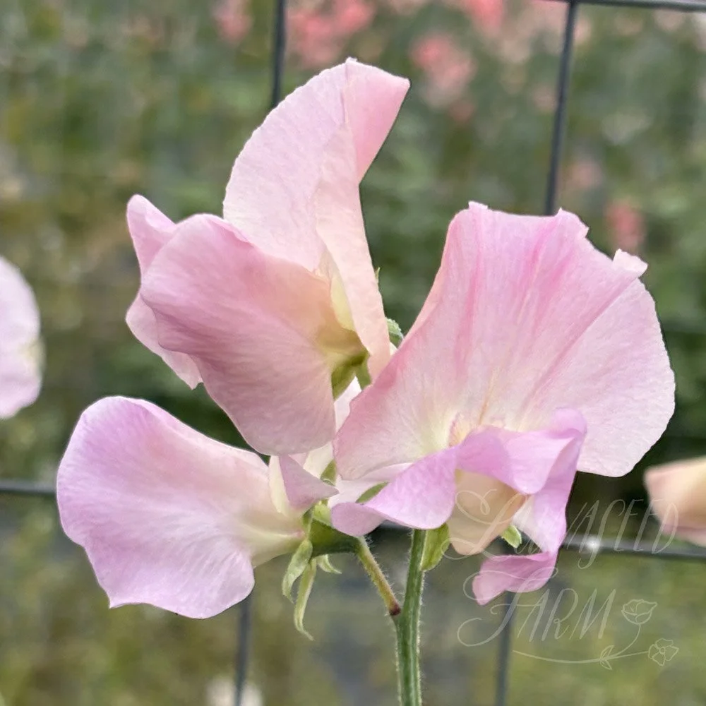 Lynn Fiona sweet pea