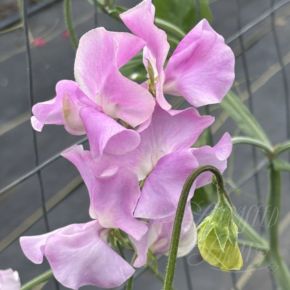 Bobby Chisholm Sweet Pea