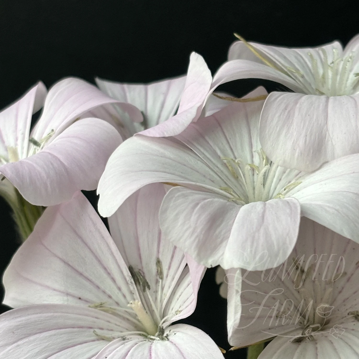 Blossom Pearl Agrostemma Corn Cockle Seed