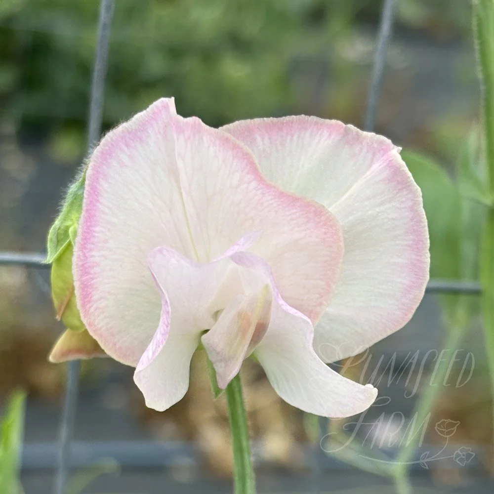 Sweet Pea Jacqueline Heather