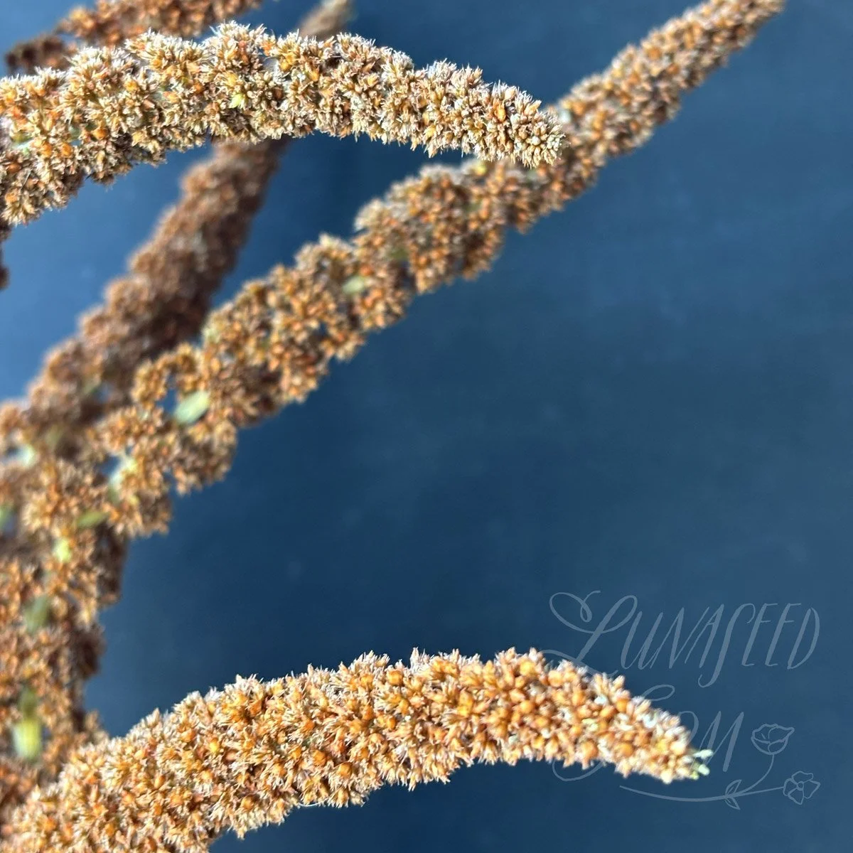 Amaranth 'Hot Biscuits' seeds