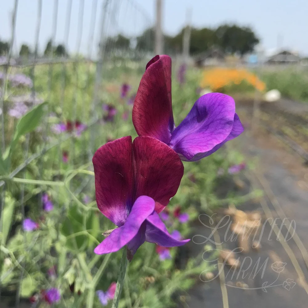 Cupani Sweet Pea