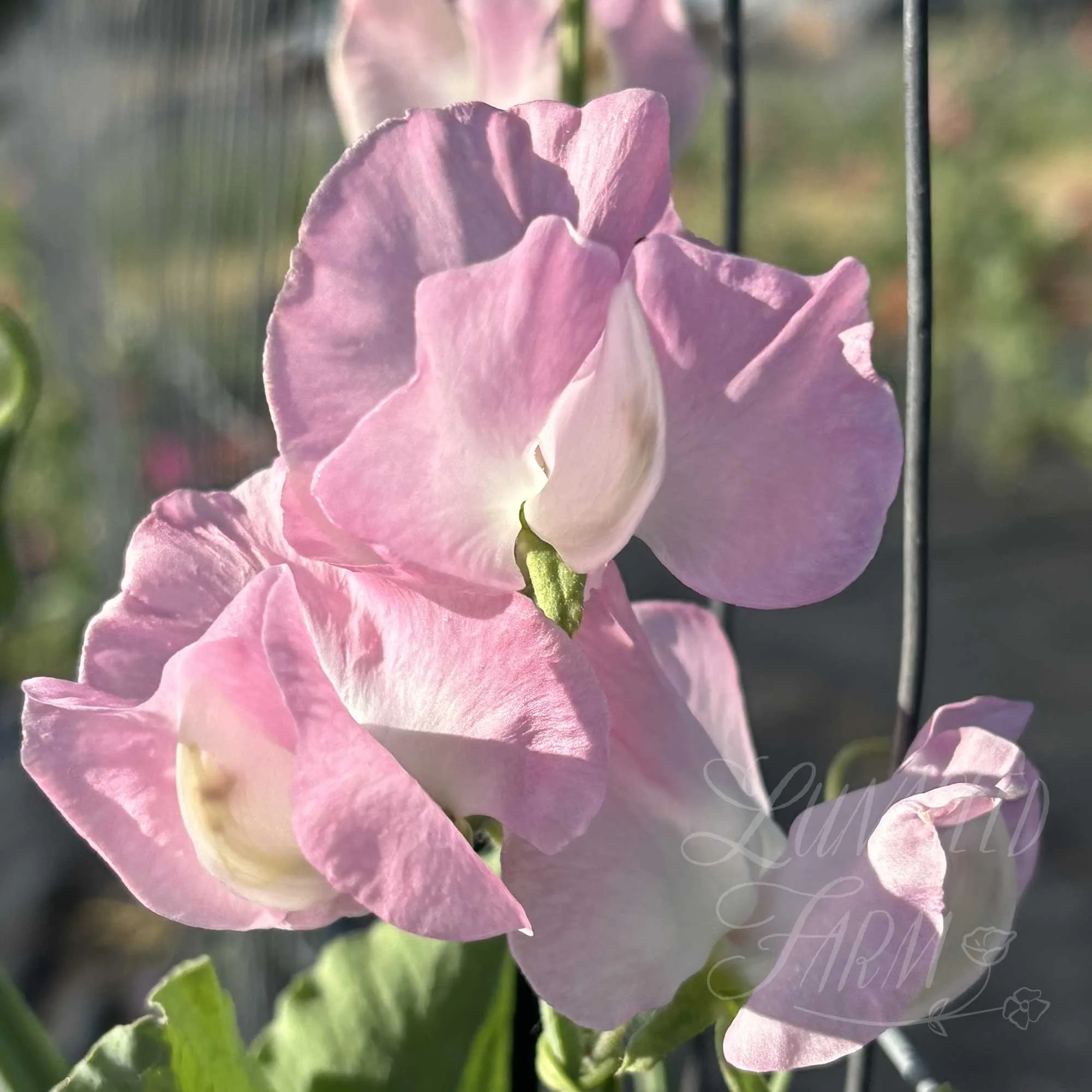 LSF_Pink-Panther_02_SPea.jpg
