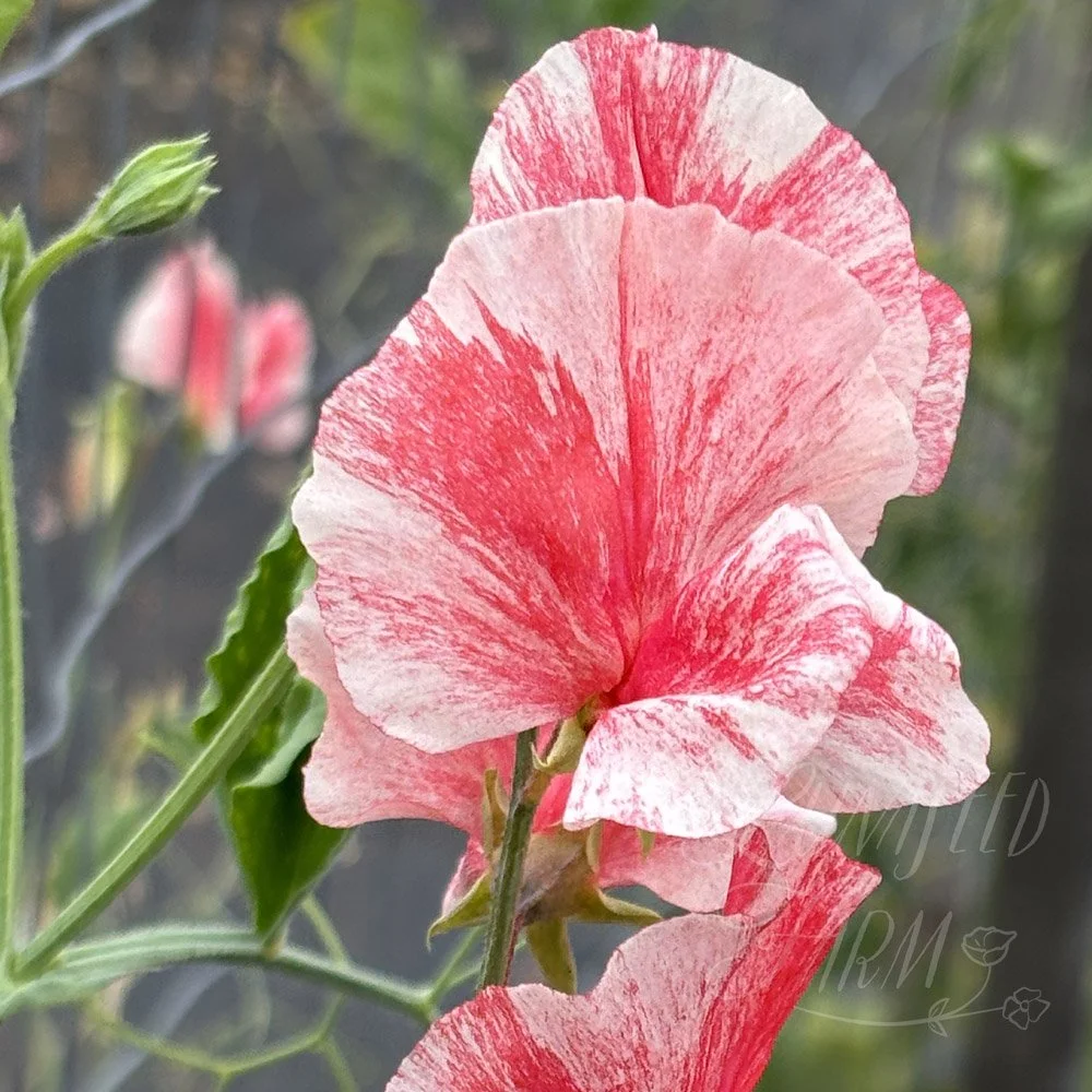 Phoebe Sweet Pea