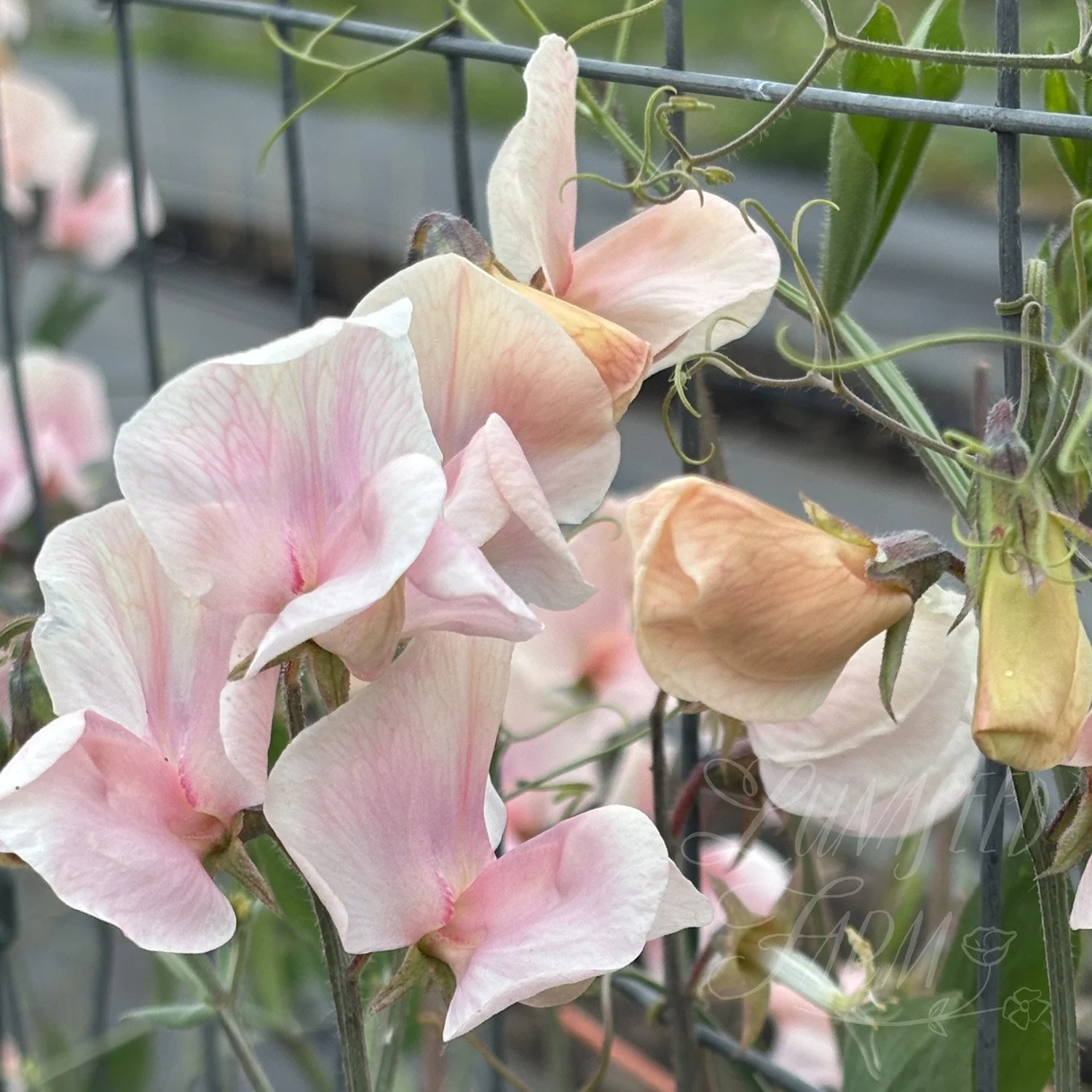 Shell Pink Sweet Pea Seeds