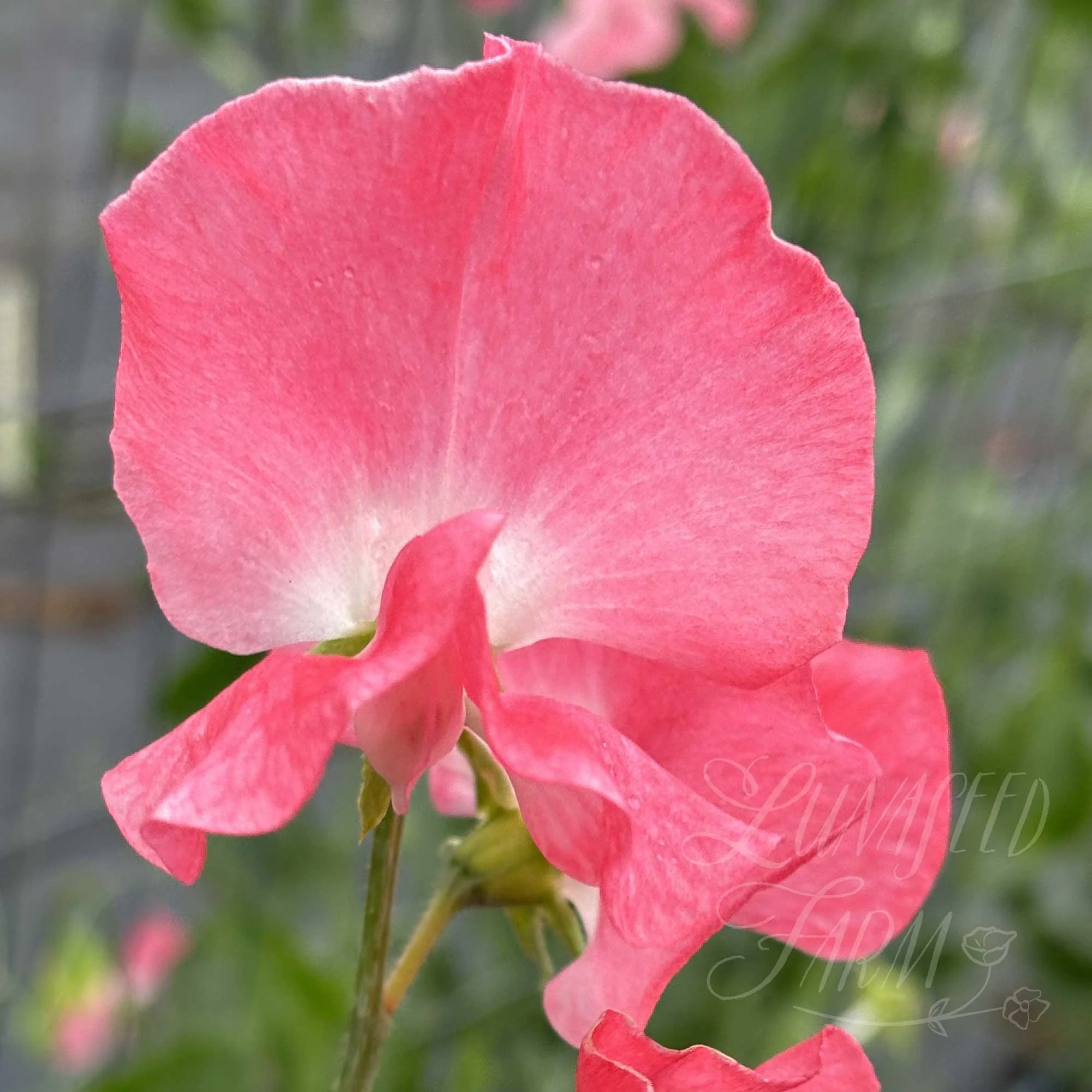 Lizbeth Sweet Pea