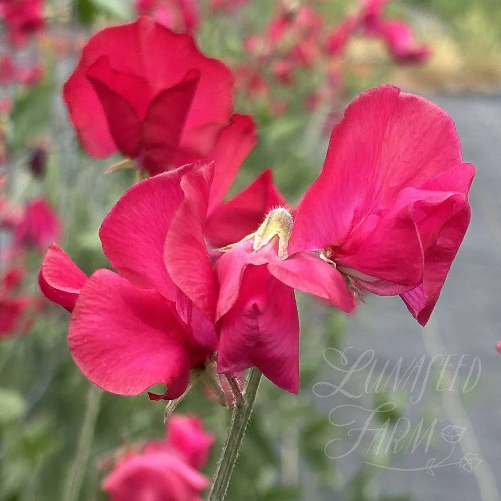 Sweet Pea Judith Wilkinson