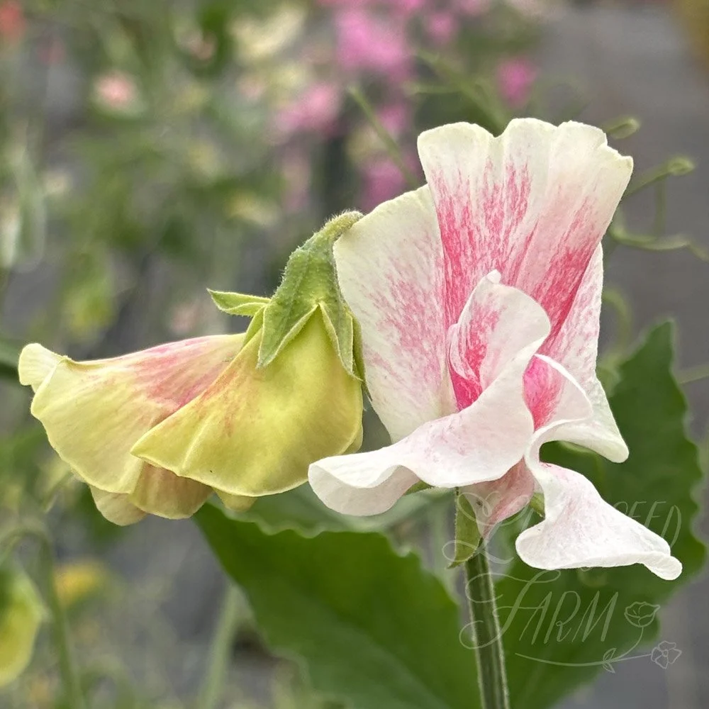Vaudeville Sweet Pea Seeds