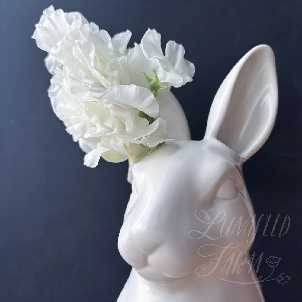 Snowlight Sweet Pea