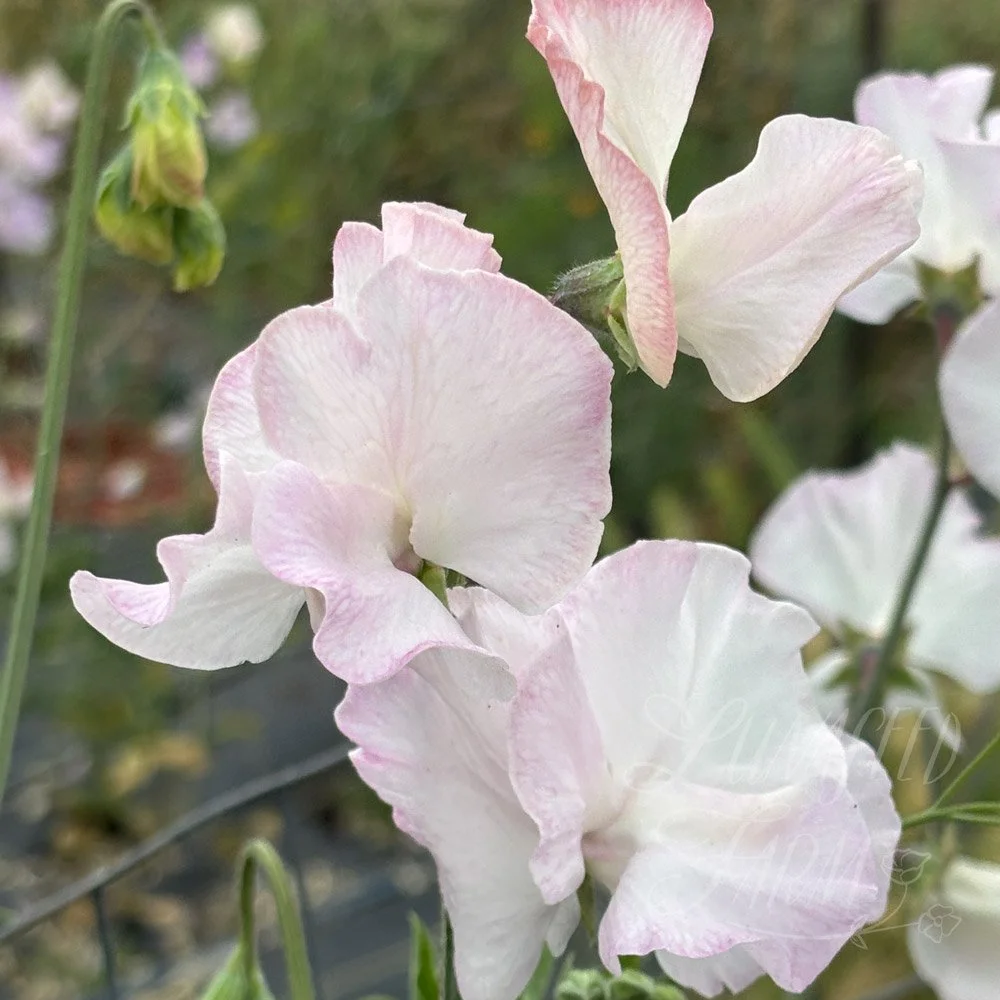 Sweet Pea Jacqueline Heather