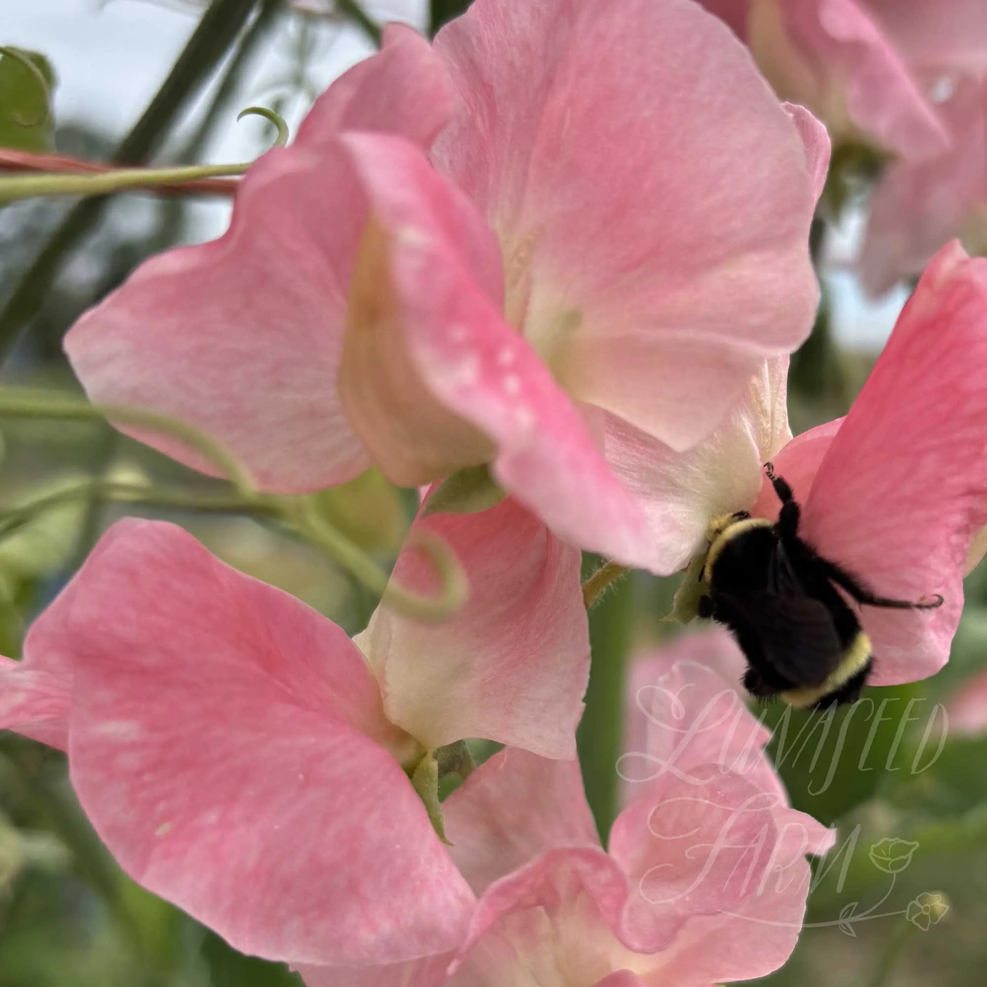LSF_Alan-Titchmarsh_05_SPea.jpg