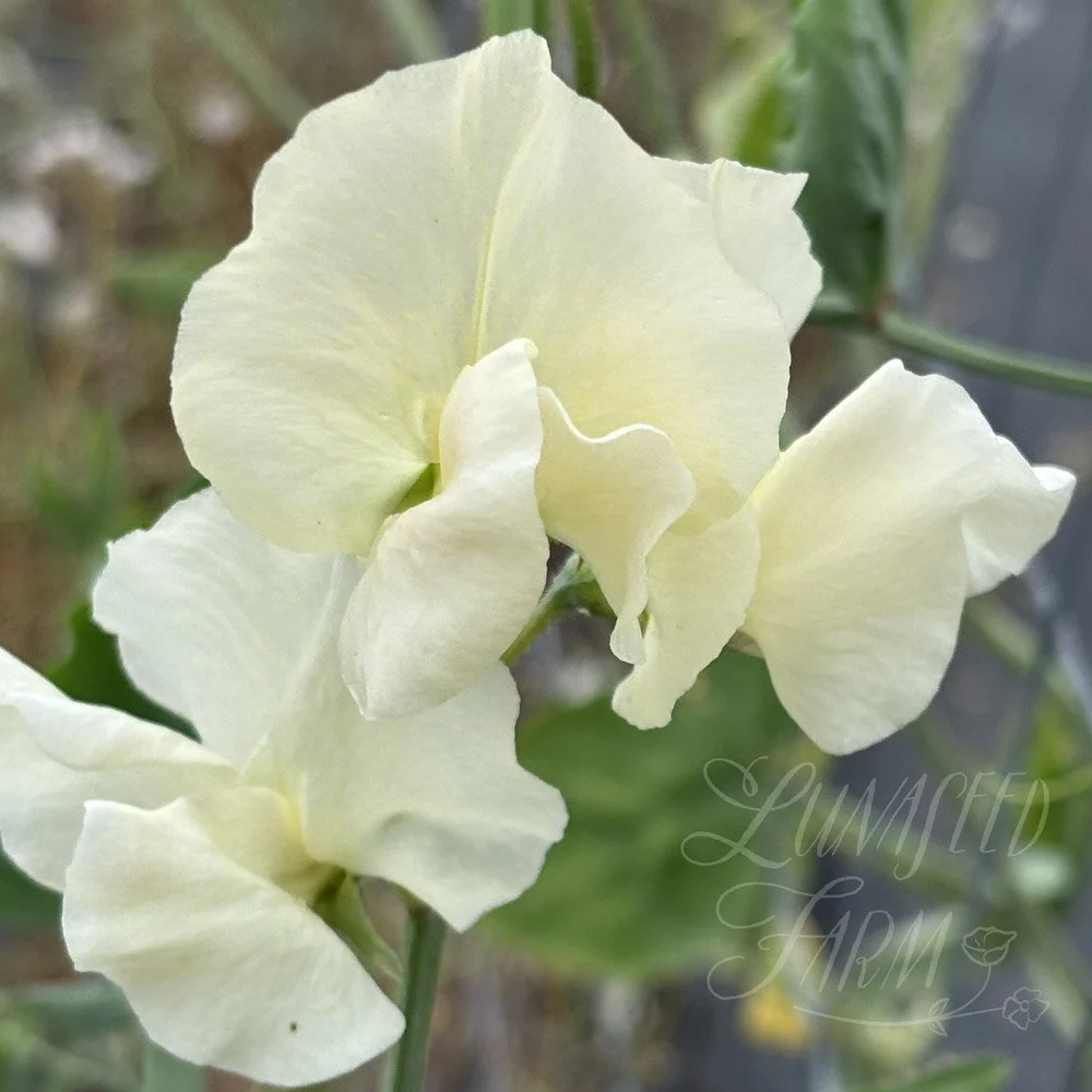 Pip's Cornish Cream Sweet Pea