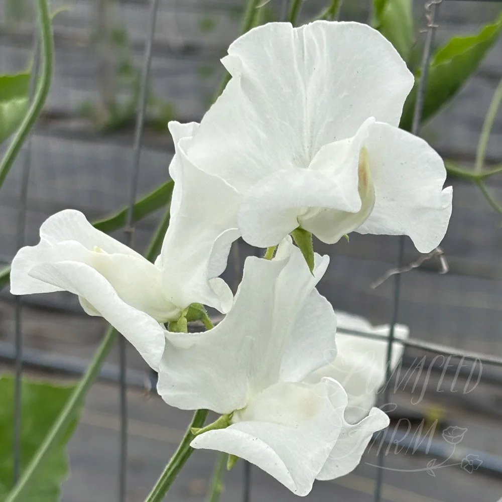 Dancing Queen Sweet Pea