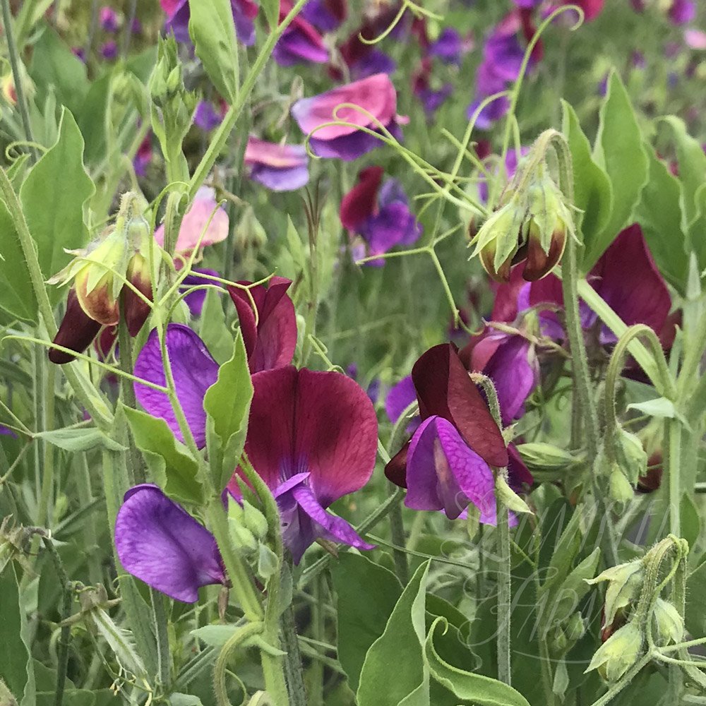 Cupani Sweet Pea