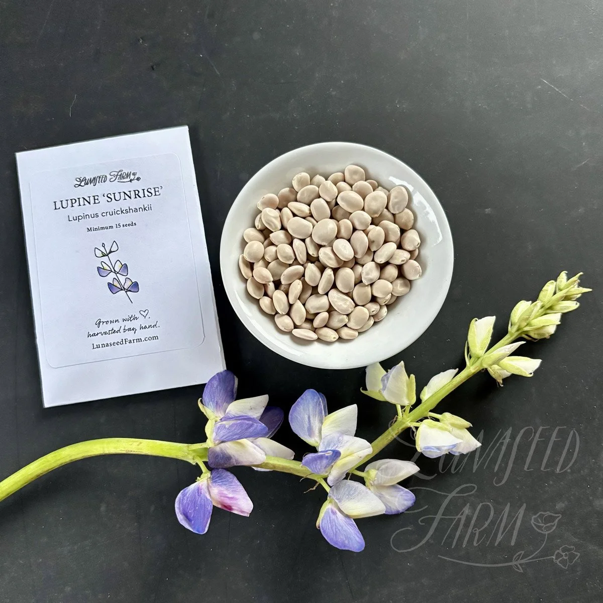 Lupine 'Sunrise' Seeds
