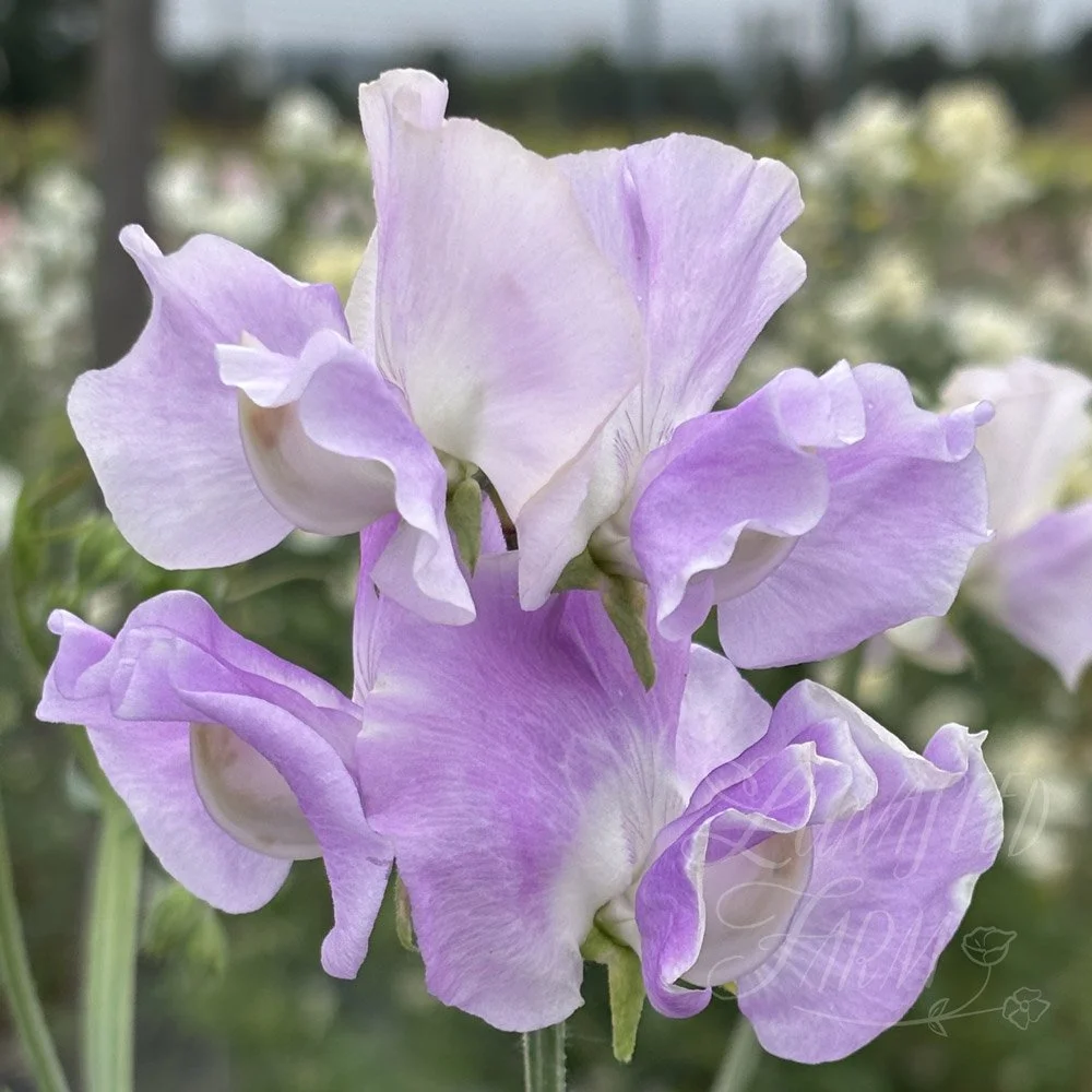 Sweet Pea Piccolo