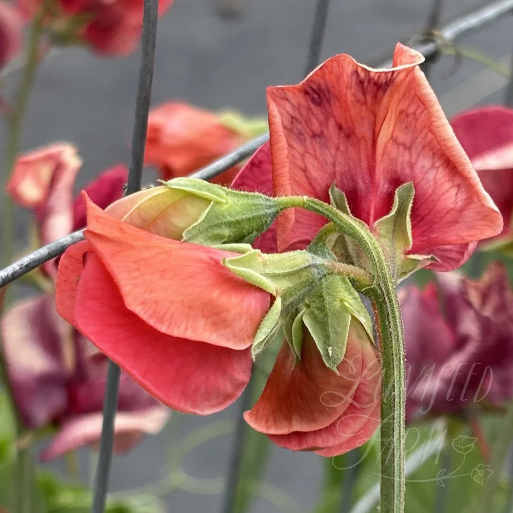 Sweet Pea Future Shock