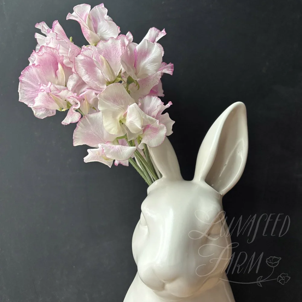Sweet Pea Pink Ripple