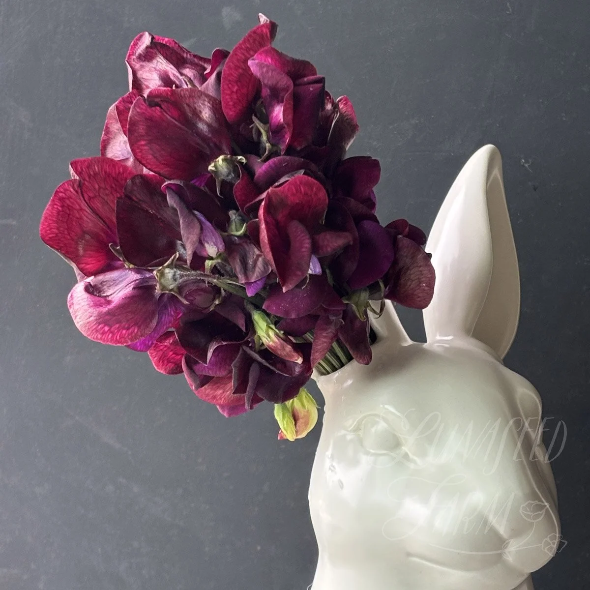 LSF_MontyDon_sweetpea_02.jpg