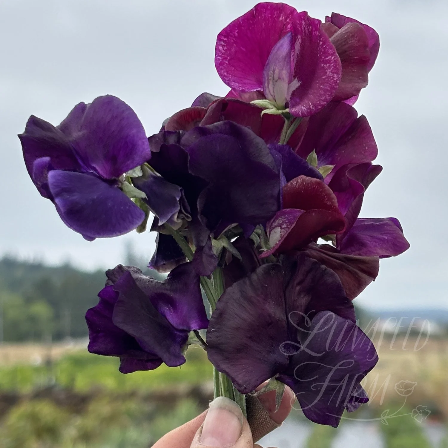 Dark Matter Sweet Pea Seed