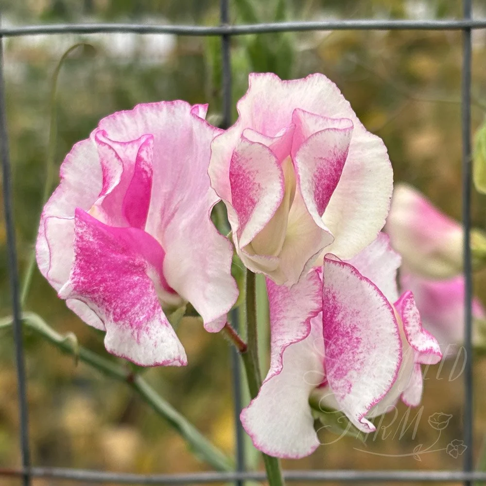 Sweet Pea Karen Michelle 