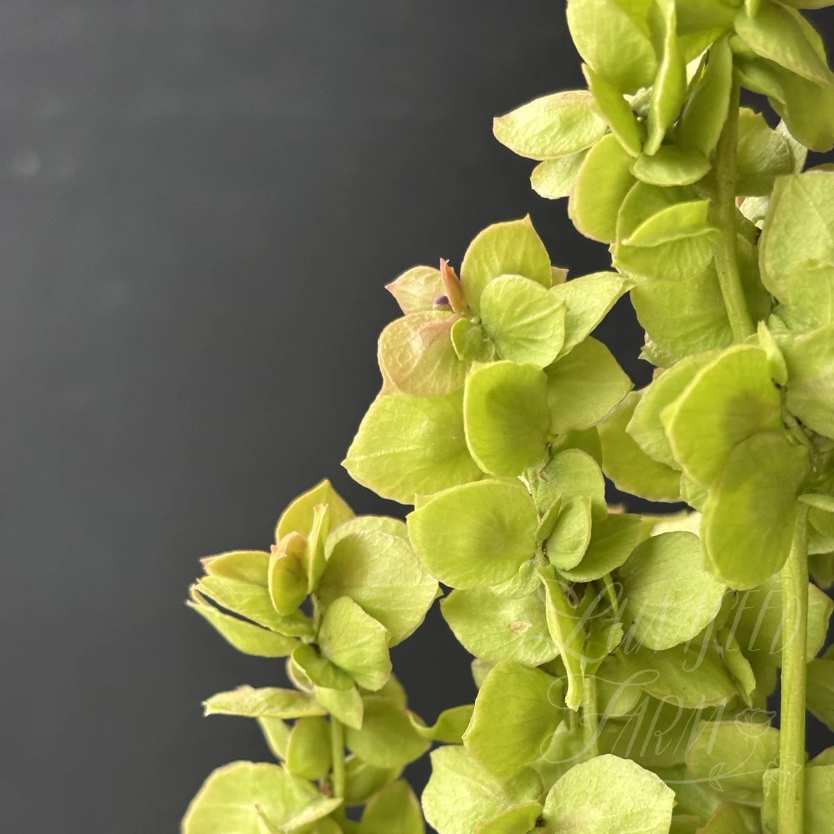 'golden' orach bouquet greenery