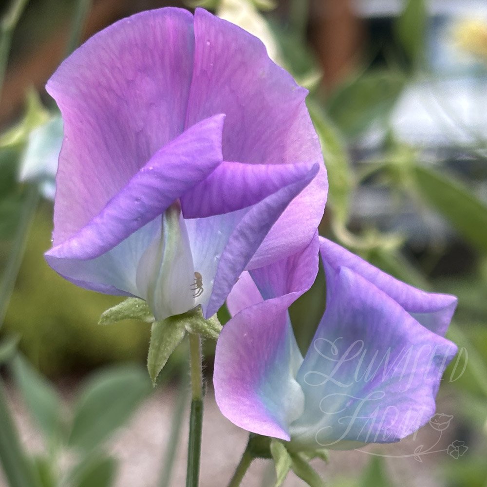 Turquoise Lagoon Sweet Pea