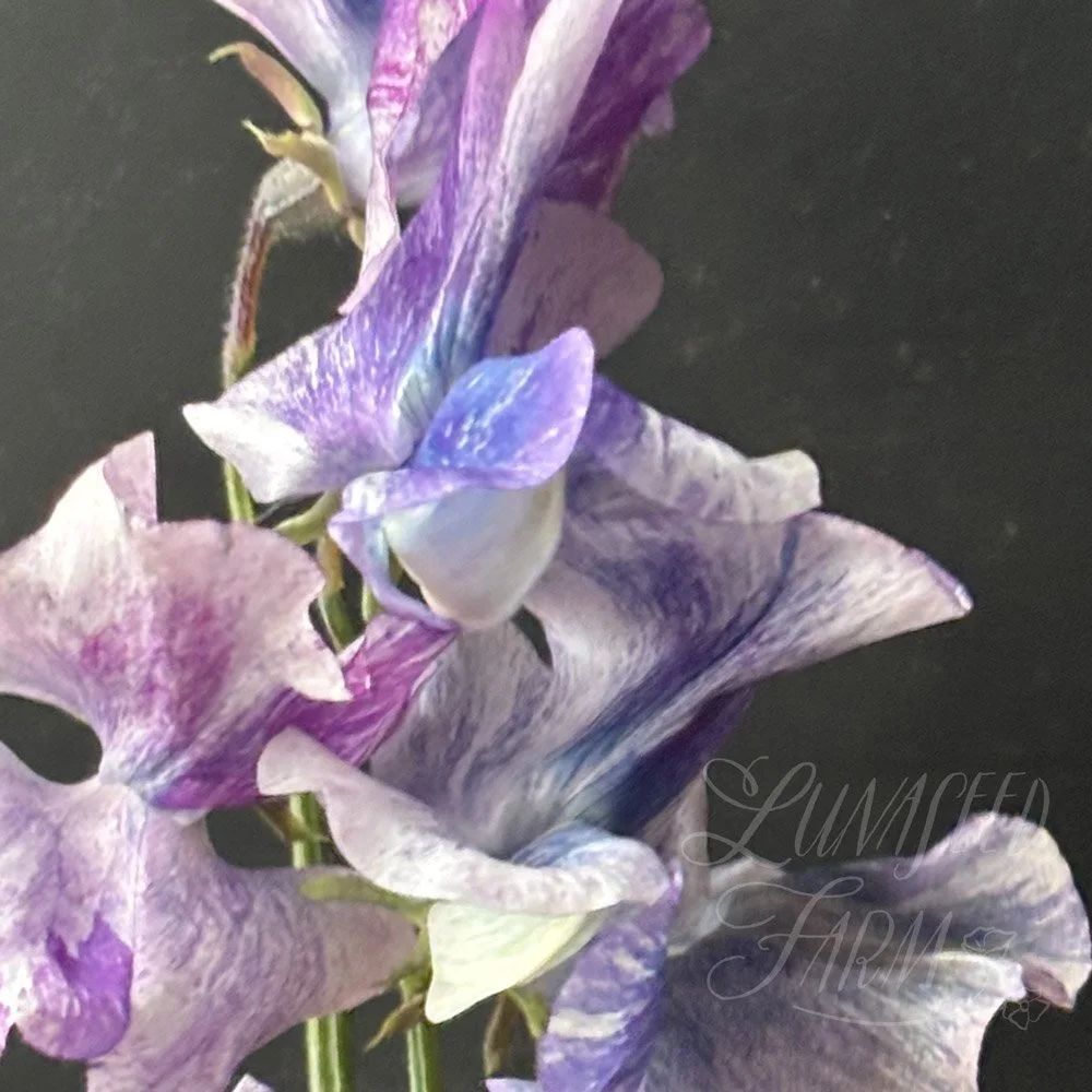 Nebula Sweet Pea