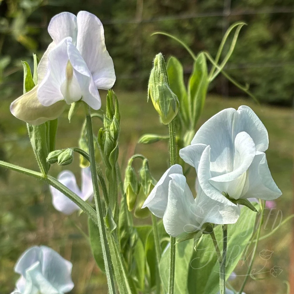 Sweet Pea Lunar Blue