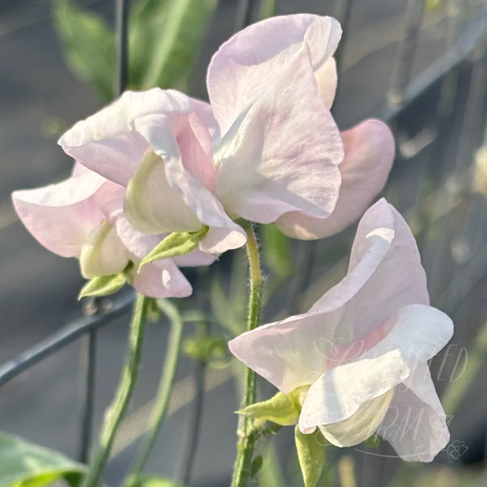 Spring Sunshine Blush Sweet Pea
