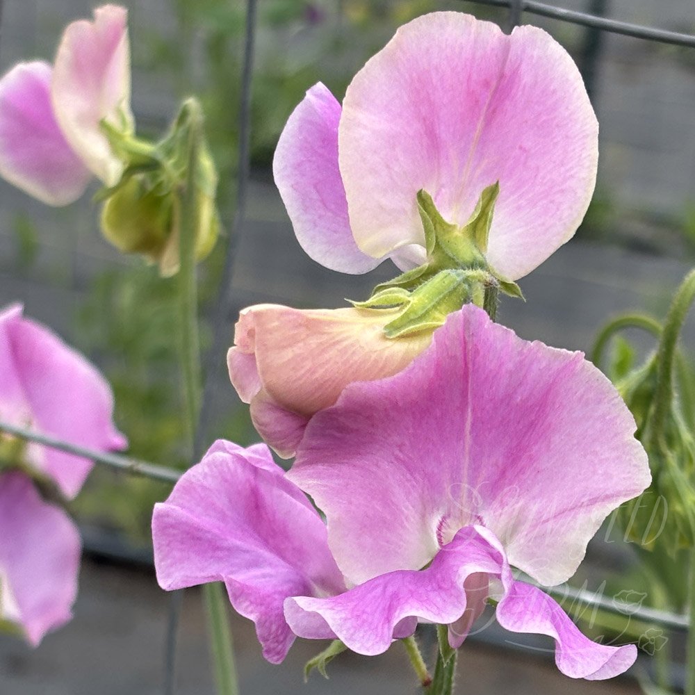 Mr R Chisholm Sweet Pea