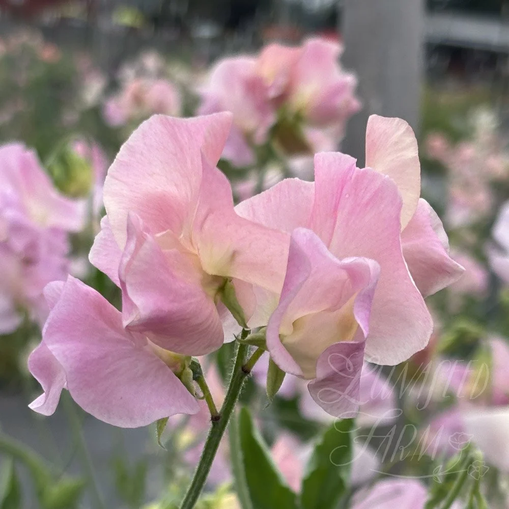 Lynn Fiona Sweet Pea