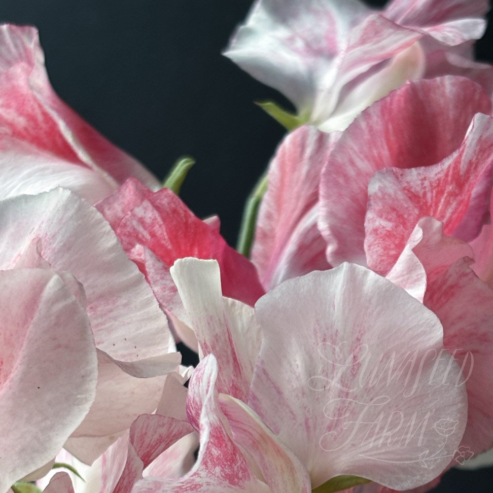 Vaudeville Sweet Pea