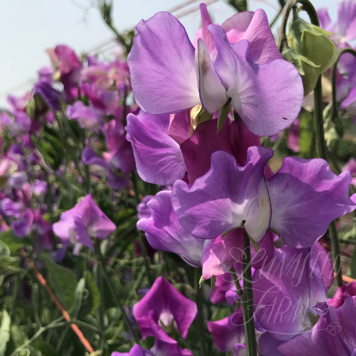 LSF_EllaMountbatten_sweetpea-03jpg.jpg