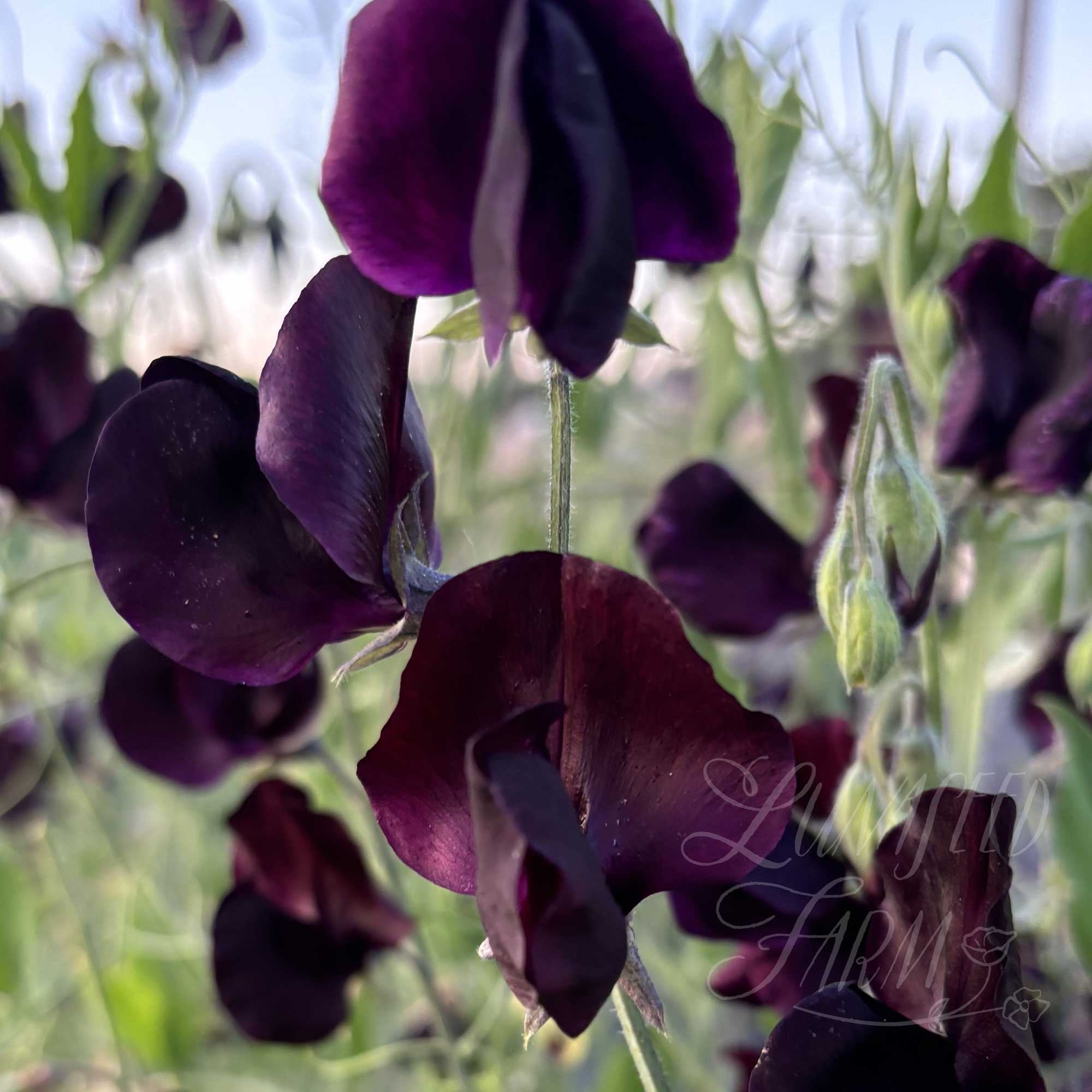 LSF_AlmostBlk-4_SweetPea.jpg