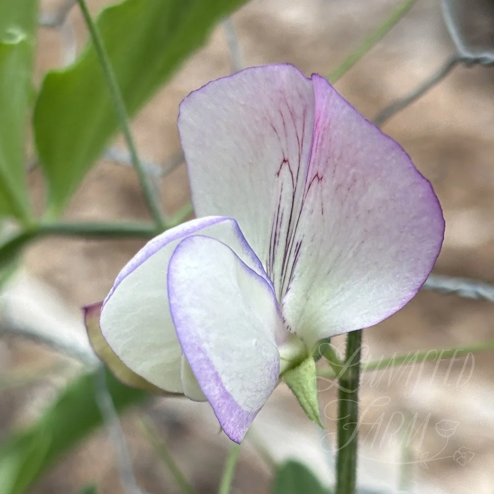 Teresa Maureen Sweet Pea 