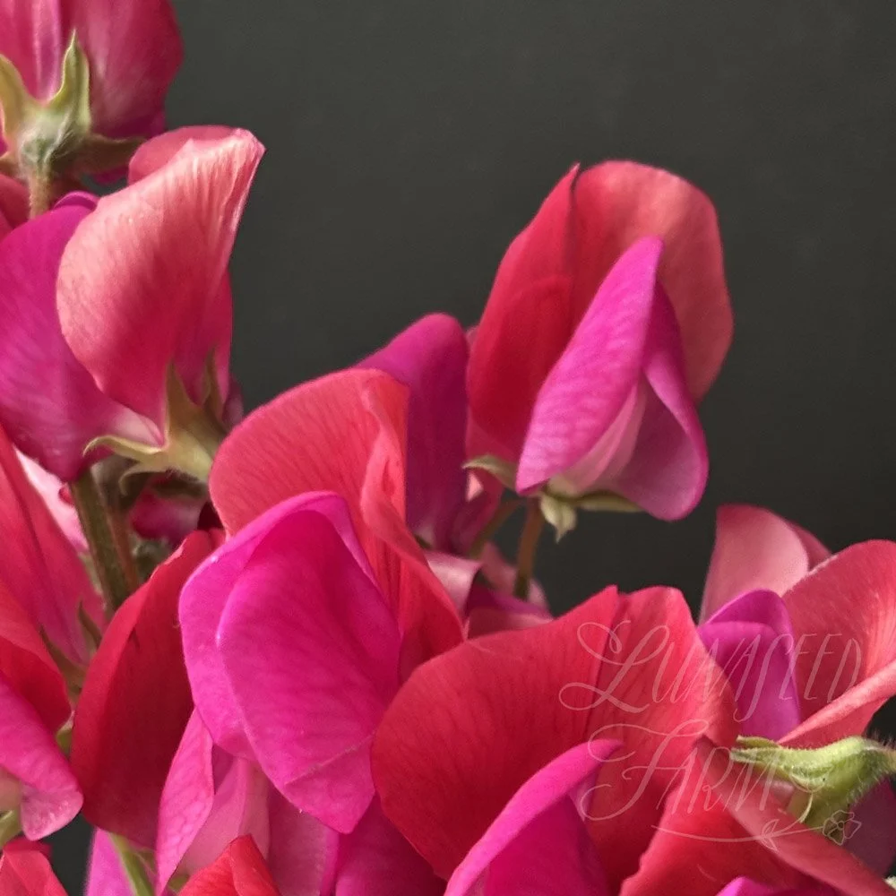 Solway Serenade Sweet Pea