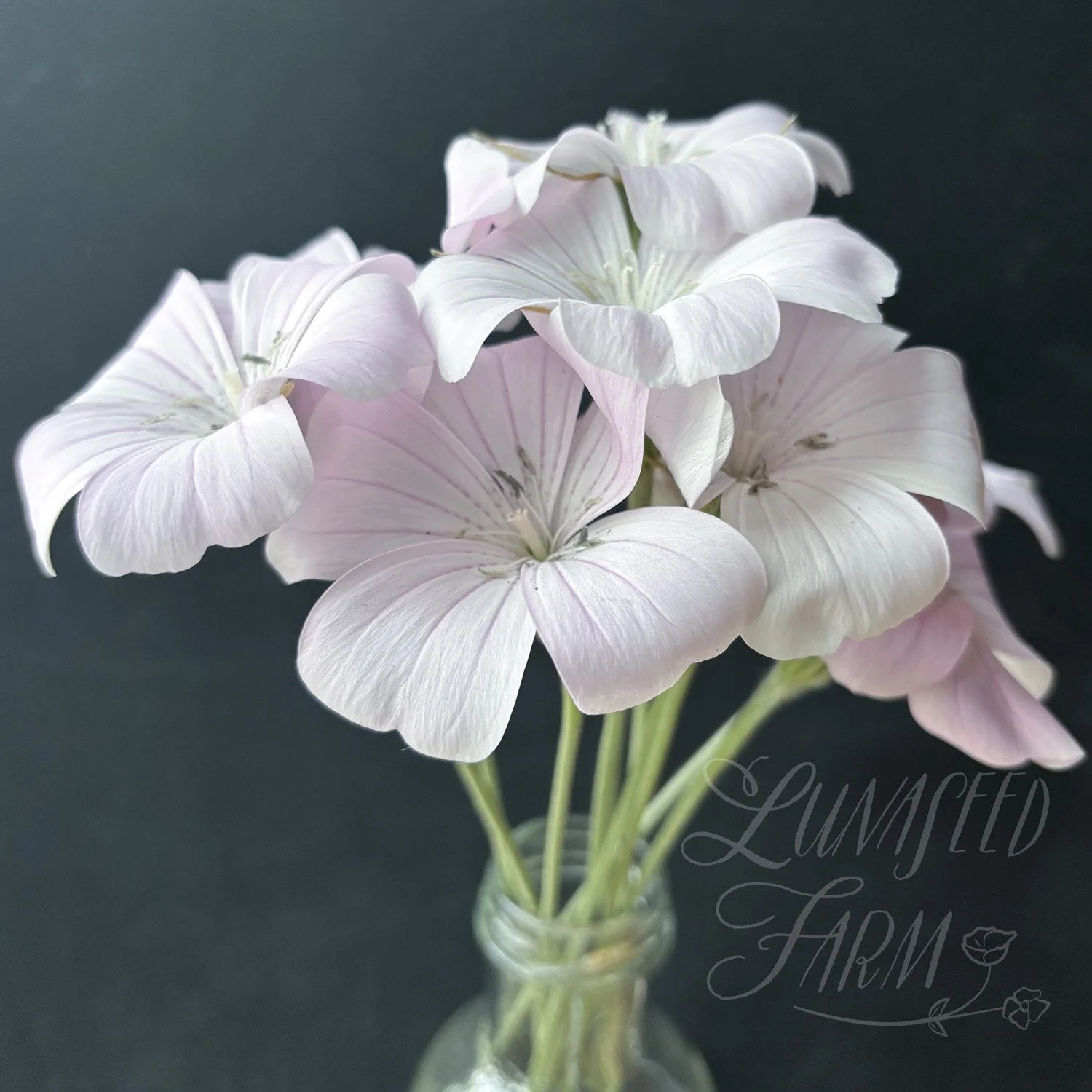 Blossom Pearl Agrostemma Corn Cockle Seed